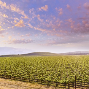 Vineyard_000052916260_Double